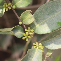 Salacia chinensis L.